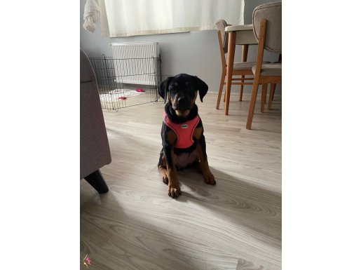 4aylık dişi rottweiler