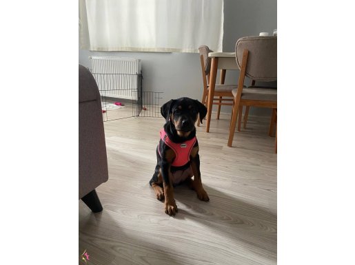 4aylık bütün aşıları tam