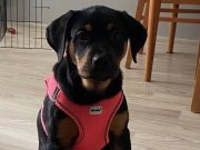 4aylık bütün aşıları tam