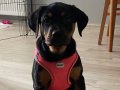4aylık dişi rottweiler