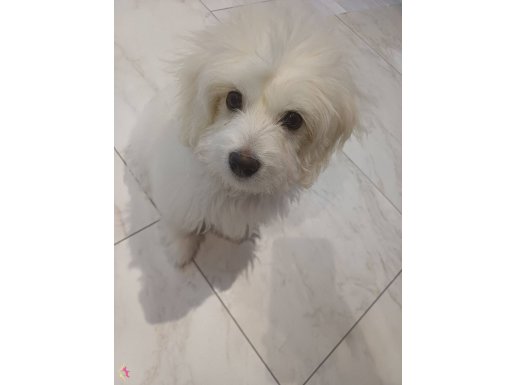 3.5 aylik bebiş yeni yuvasını arıyo