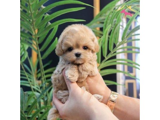 ÜST KALİTE GÜLEN YÜZ MALTİPO BEBEKLERİMİZ 