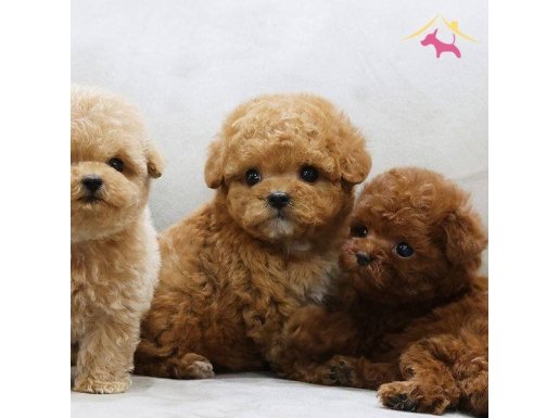 İSTANBULUN GÖZDESİ TOY POODLE BEBEKLERİM 