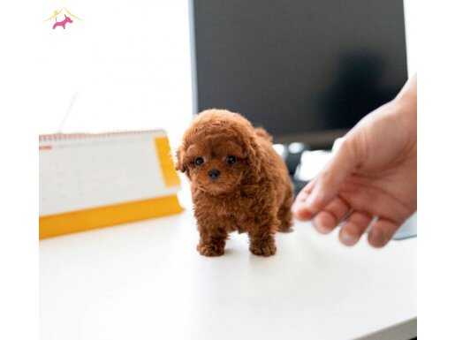 STAR TOY POODLE BEBEKLERİM İSTANBULDA 