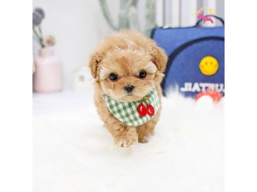 UST KALİTE GULEN YUZ MALTİPO BEBEKLERİMİZ 