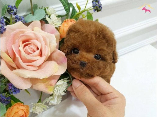 MAYA KIZIMIN MÜKEMMEL YAVRUSUU