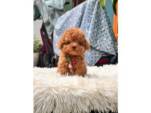 MAYA KIZIMIZIN MÜKEMMEL YAVRUSU TOY POODLE 