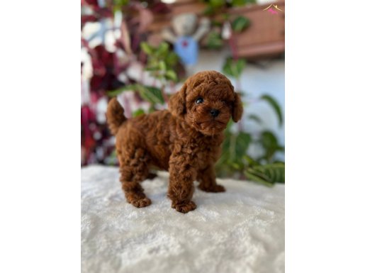 İSTANBULUN STAR TOY POODLE BEBEKLERİ 