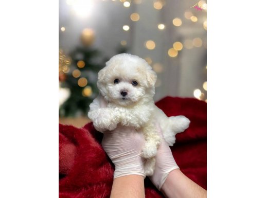 KARTOPU BEBEKLERİMM İSTANBUL'DA 