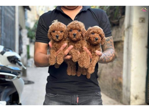İSTANBULDA KAPIDA ÖDEMELİ TOY POODLE BEBEKLERİM 