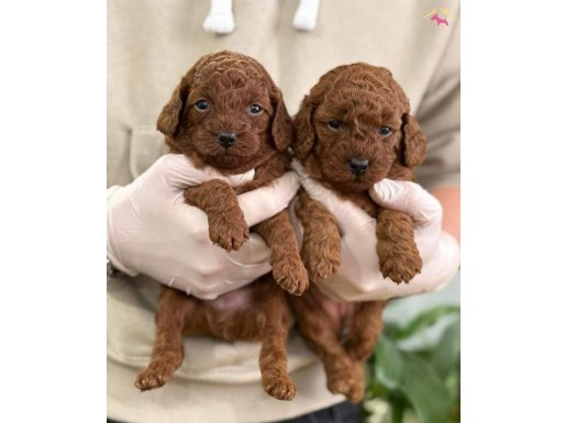 İSTANBUL'UN GERÇEK TOY POODLE BEBEKLERİ 
