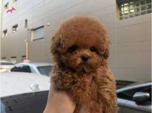 MAYA KIZIMIZIN MÜKEMMEL YAVRUSU İSTANBULDA 