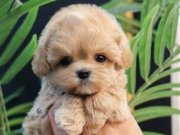 ÜST KALİTE GÜLEN YÜZ MALTİPO BEBEKLERİMİZ 