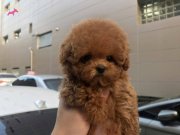 MAYA KIZIMIZIN MÜKEMMEL YAVRUSU İSTANBULDA 