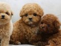 İSTANBULUN GÖZDESİ TOY POODLE BEBEKLERİM 