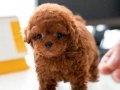 STAR TOY POODLE BEBEKLERİM İSTANBULDA 