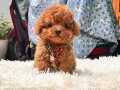 MAYA KIZIMIZIN MÜKEMMEL YAVRUSU TOY POODLE 