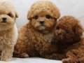 İSTANBUL'DA KAPIDA ÖDEMELİ TOY POODLE BEBEKLERİM 