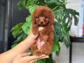 İSTANBULDA KAPIDA ÖDEMELİ TOY POODLE BEBEKLERİM 