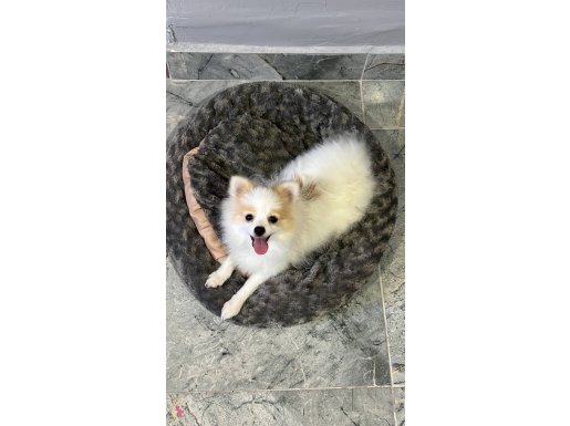 6 Aylık Dişi Pomerian Misha