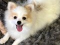 6 Aylık Dişi Pomerian Misha