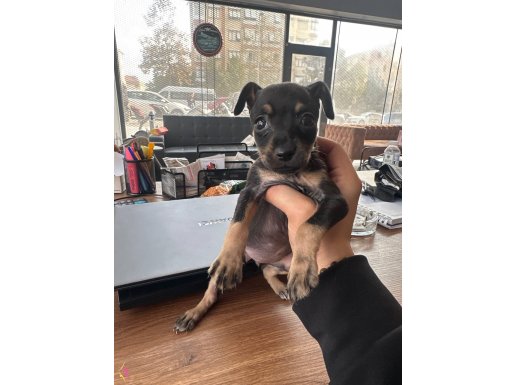 Dişi 2 aylık yavru pincher