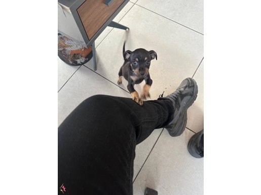 55 günlük yavru dişi pincher