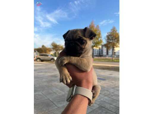 2 aylık erkek pug cinsi