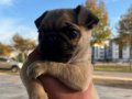 2 aylık erkek pug cinsi
