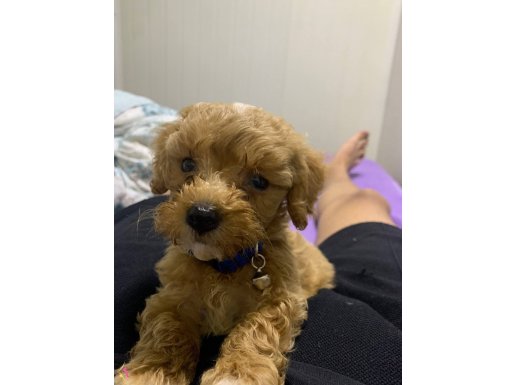 3 Aylık Dünyalar Tatlısı Maltipoo eğitimli 5 komut aşı tam