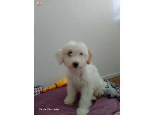 3 aylık çok akıllı