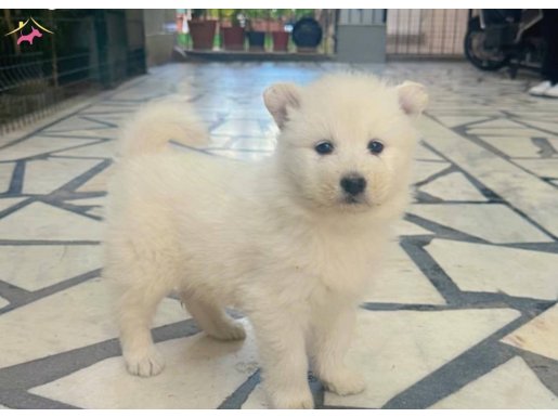 1 aylık safkan yavrular