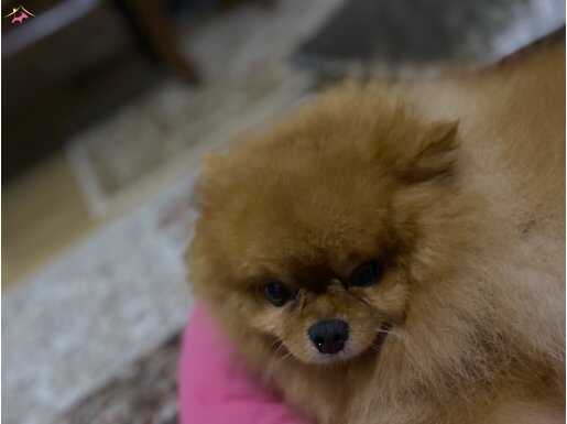 Tuvalet eğitimli ve bakımlı 