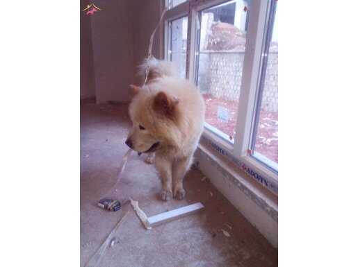 Sesiz sakin bir köpek gülen yüz 