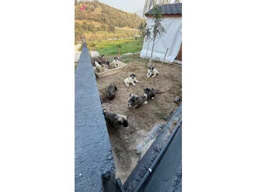 Kangal Sahiplendirme