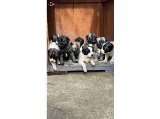 Kangal Sahiplendirme