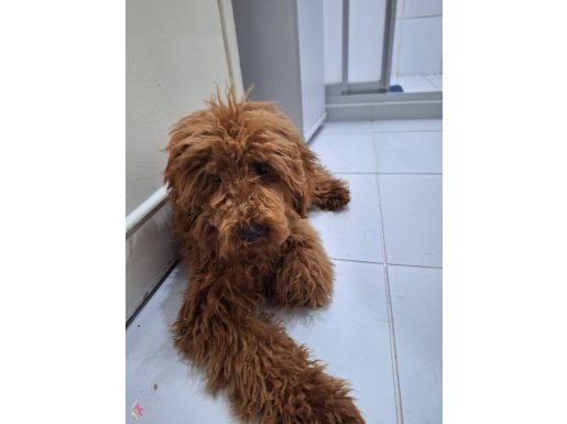 5 aylık dişi sessiz dostumuz