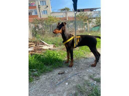 YAVRU DİŞİ DOBERMAN KIZIL