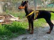 YAVRU DİŞİ DOBERMAN KIZIL