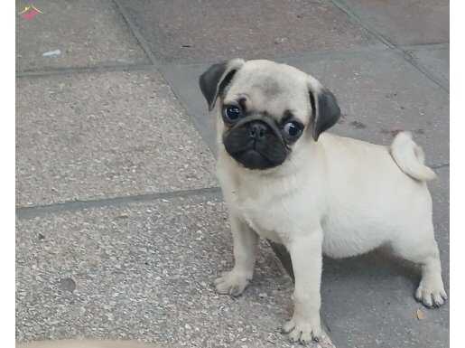 2 adet güzel genetik pug yavrular