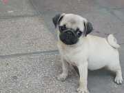 2 adet güzel genetik pug yavrular