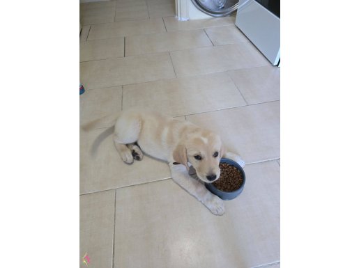 Golden RETRIEVER BABY