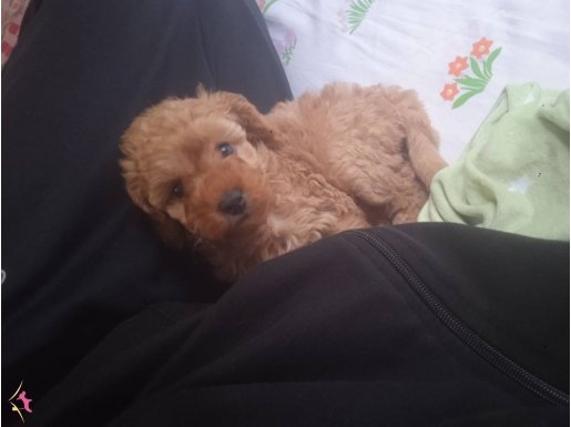 3 erkek 1 dişi Toy-Poddle 1 buçuk aylıklar. 