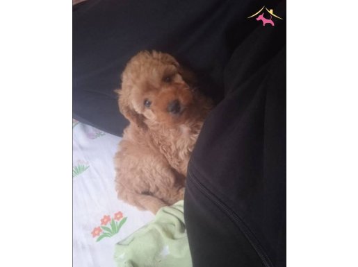 Satılık Toy-poddle yavruları 