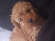 Satılık Toy-poddle yavruları 