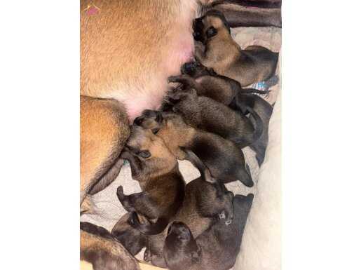 A kalite belcika kurdlari