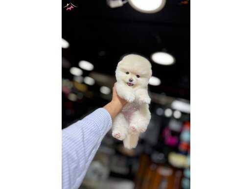 Pomeranian boo bebek 