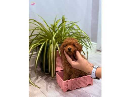 600 gr toy poodle bebek 