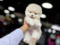 Pomeranian boo bebek 