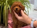 600 gr toy poodle bebek 